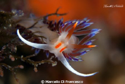 Cratena Peregrina by Marcello Di Francesco 